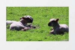 小羊爆料最新视频下载,精彩瞬间不容错过！